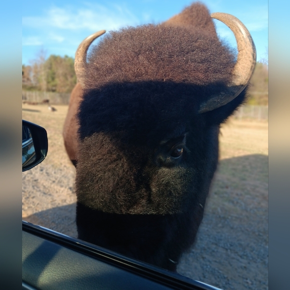 Posh Ambassador II ππ½ - Picture 10 of 16